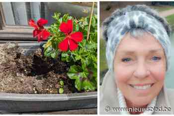 Geraniumliefhebster Imke (63) voor derde jaar op rij slachtoffer van vandalisme: “Ik ga geen camera’s of bordjes plaatsen, mensen moeten gewoon respect tonen”