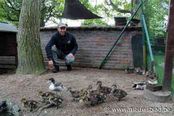 Merelbeekse vogelopvang heeft handen vol met ‘half uurtjes’
