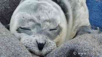 Von Mutter getrennt: Polizei in Bremerhaven rettet Seehundbaby