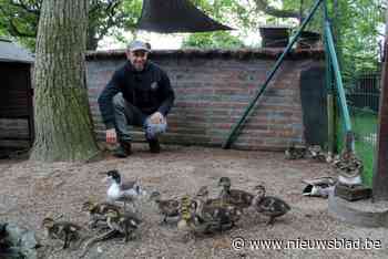 Opvangcentrum heeft handen vol met jonge vogels: “Het is niet altijd nodig om die bij ons binnen te brengen”