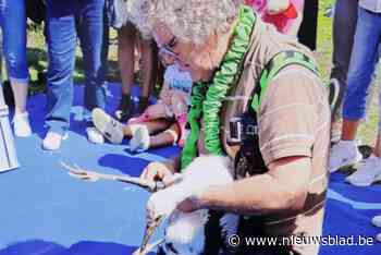 “In 2022 geboren en nu al paren, is eerder uitzonderlijk”: eerste nakomelingen van ooievaars in Webbekoms Broek geboren