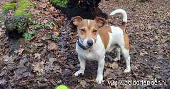 Hondje gestolen uit supermarkt: ‘Wie doet zoiets?’