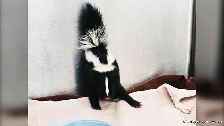 3-week-old baby skunks under care after being separated from mother