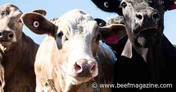 Study suggests Holstein dairy cows not harmed by producing beef crossbred calves