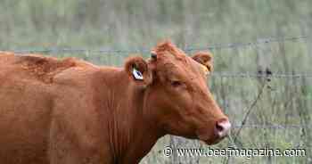 CERES TAG: Leading the charge in livestock management and productivity across the U.S.