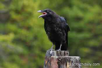 Crows Can Count… Out Loud!