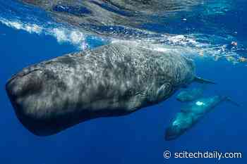 AI Decodes Sperm Whale Language, Revealing a Complex System of Communication