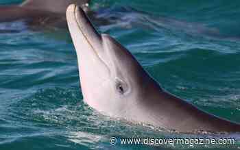 Dolphins Who Practice Courtship When Young Reproduce More as Adults