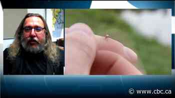 Out for blood: What to expect from this summer's mosquito season