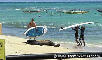 Monk seal pup’s foray by Waikiki canoe club prompts concerns