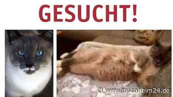 Wer hat ihn gesehen? Kater Picco schmerzlich in Übersee vermisst
