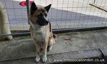 Tyssen Street, Dalston: Dog rescued from flat fire