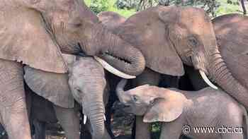 Elephants may have names for each other that humans don't know, study finds