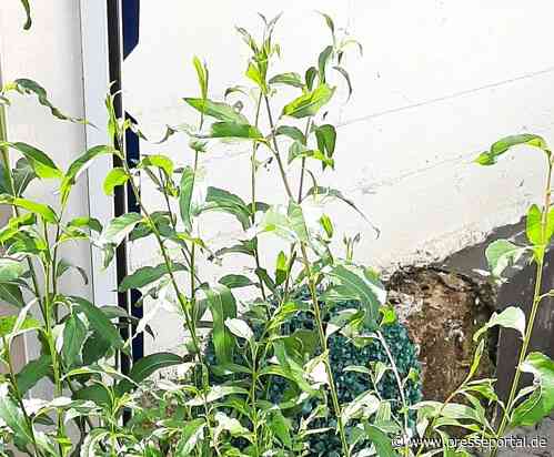 POL-SI: Polizei überführt "Blumendieb" und sucht nun Besitzer von entwendeten Pflanzkübeln - #polsiwi