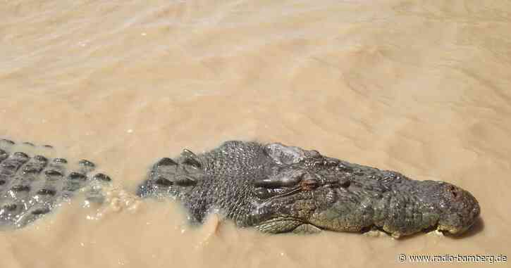 «Problemkrokodil» in Australien gefangen und verspeist