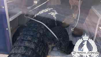 Tier griff Menschen und Hunde an: "Problemkrokodil" in Australien landet im Kochtopf