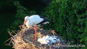 „Ein trauriges Bild“: Priener Jungstörche tot im Nest – schadet das aktuelle Wetter den Vögeln?