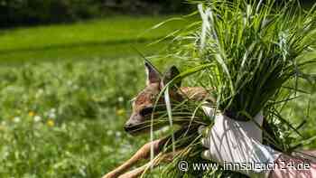 Kitz mit abgetrennten Beinen liegen gelassen? Landwirt aus Niedertaufkirchen angezeigt