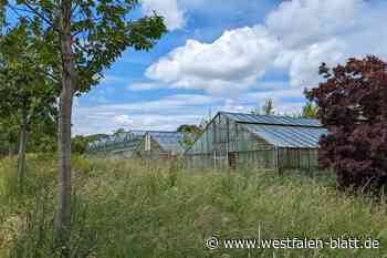 Kommt Mbappé bald nach Bad Driburg? Fußballplatz am Gräflichen Park