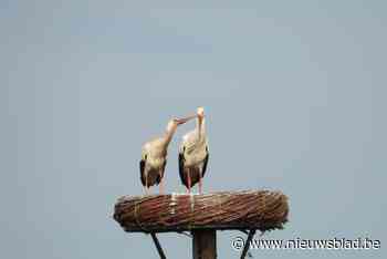 Drie ooievaarsjongen in Stokkem overleden: dit is wellicht de oorzaak