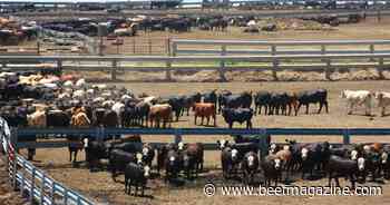 Cattle prices holding; production contracting