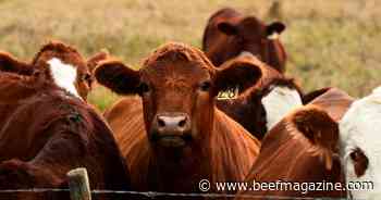 Packer margins improve on higher boxed beef prices
