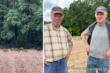 Landbouwers zijn grote populatie van everzwijnen spuugzat: “Vannacht zag ik er honderd”