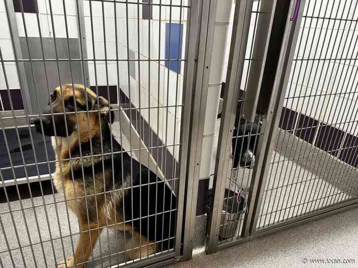 Williamson County animal shelter introduces new program, hosts free adoption weekend