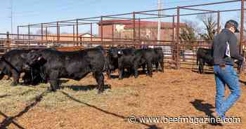 Using EPDs in sire selection