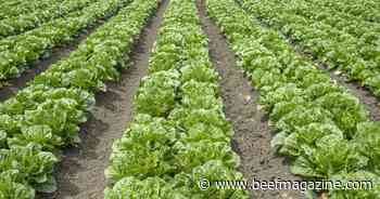 NCBA responds to FDA’s longitudinal study on the Yuma Valley leafy greens growing region