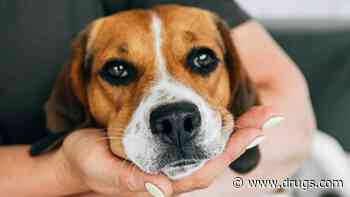 Diphtheria-Like Germ Can Be Passed Between People and Pets
