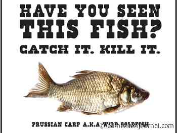 Opinion: Water main breaks and mussels aren't the only threats to Alberta's water