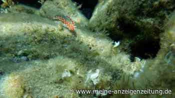 Feuerwurm breitet sich an Italiens Küsten aus