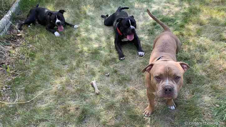 'A most horrible death': Dogs in fatal attack on elderly woman ordered euthanized