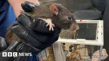 Woman kept more than 100 rats in squalor in her home