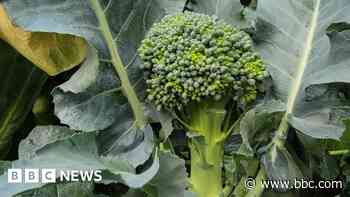 'We are creating new crops five-times faster'