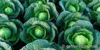 Japan's space agency helps to target advertising with satellite photos of crops