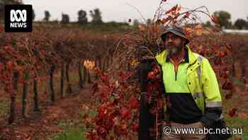 Adam's family has been growing wine grapes for 28 years. He's now facing the 'heartbreaking' decision of pulling out his vines