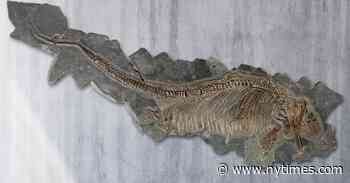 At Treasure House Fair in London, a Collection of the Rare and Curious