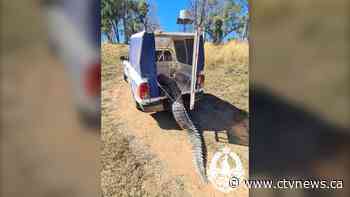 A crocodile was terrorizing this Australian town. So residents cooked and ate it