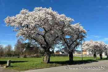Japanse Kerselaars aan Balens gemeentehuis blijven voorlopig behouden