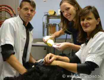 Stad Lier schakelt tweede dierenartspraktijk in voor hulp aan zwerfkatten
