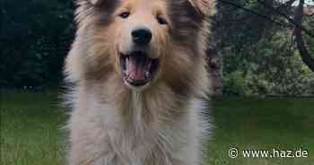 Collie-Welpe Ernie ist Hannovers EM-Orakel