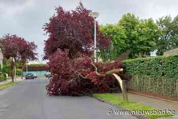 Al derde laanboom op nog geen jaar tijd knakt middendoor in wijk: “Hopelijk valt er eens geen boom op een auto”