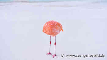 Dieses echte Foto gewann einen KI-Bilder-Wettbewerb