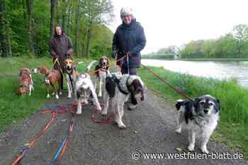 Happy End für verlassene Meutehunde