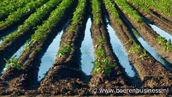 Aardappelsector Europa verder in het nauw