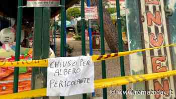 Area giochi chiusa: c'è un pino considerato "pericolante"