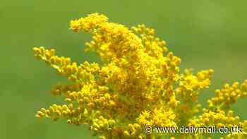 Plants have INTELLIGENCE and the ability to 'problem solve', scientists claim