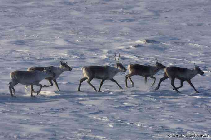 B.C. establishes largest provincial park in a decade to protect threatened caribou